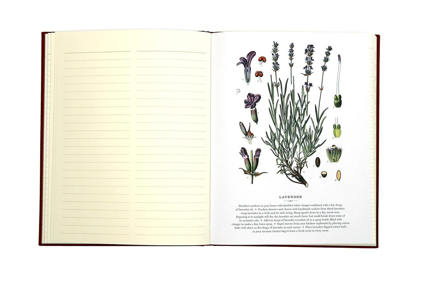 Observer's Notebook: Home